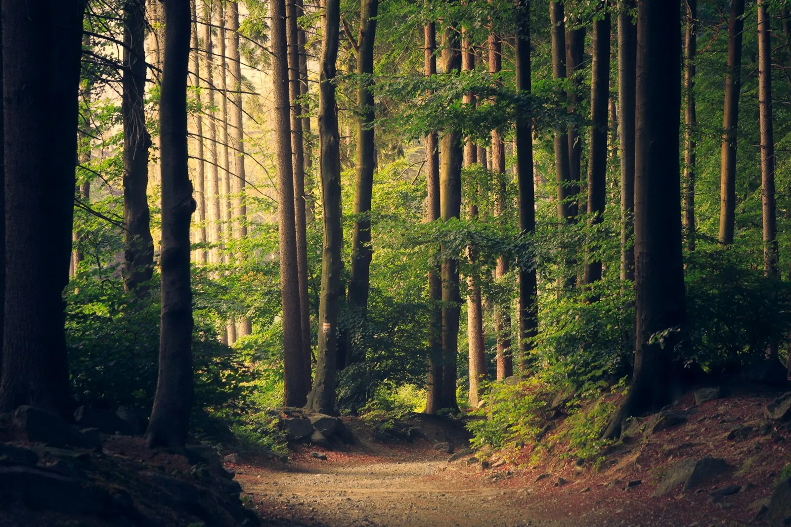 Sunlit forest path through tall pines